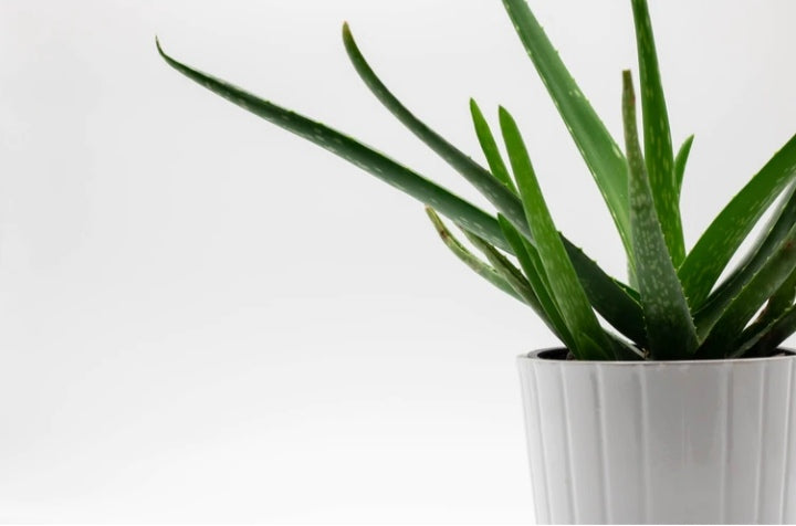 aloe vera vertrieb deutschland Bio Aloe Vera Gel 99% | natürliche Hautpflege main image 0